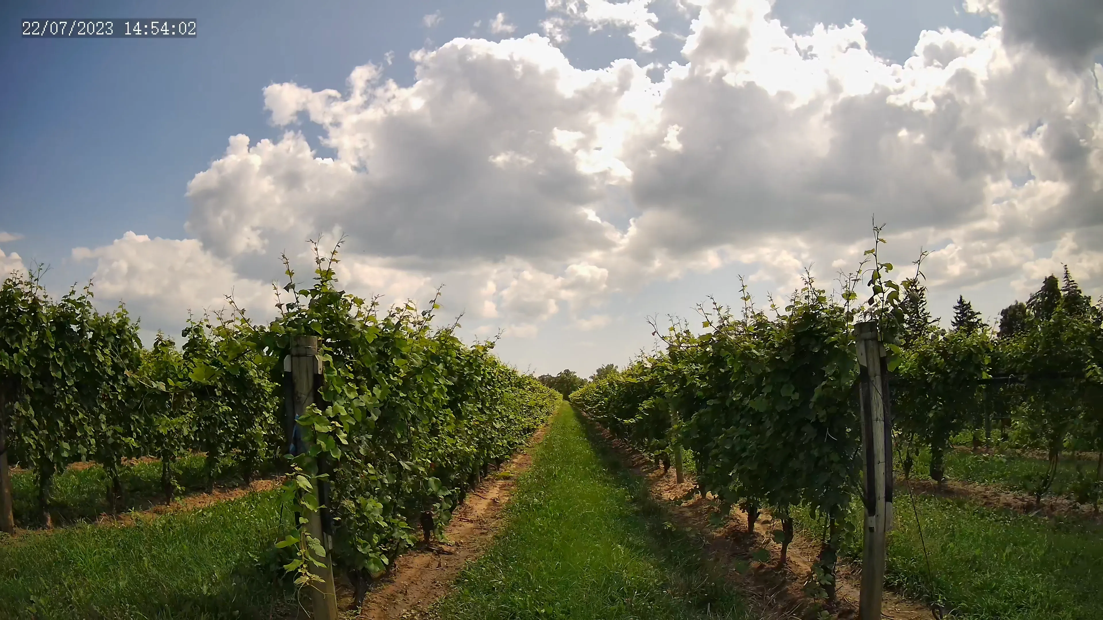 A row of grapevines in a Canadian wineyard, blue sky with white clouds in the background